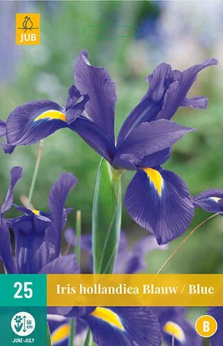 Iris hollandica blauw 25 bollen - afbeelding 1