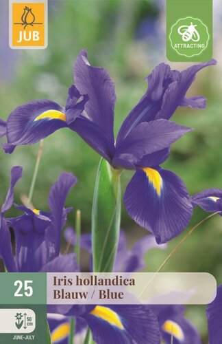 Iris hollandica blauw 25 bollen - afbeelding 1