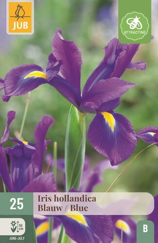 Iris hollandica blauw - afbeelding 1