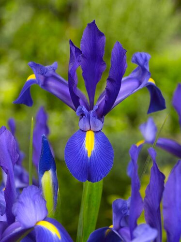 Iris hollandica blauw - afbeelding 2