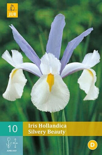 Iris hollandica silvery beauty