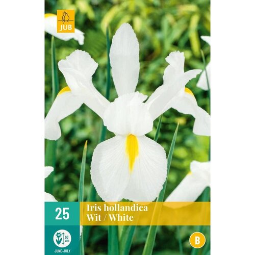 Iris hollandica wit