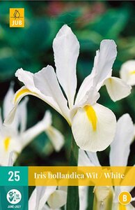 Iris hollandica wit 25 bollen - afbeelding 2