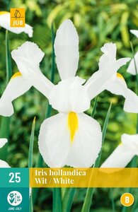 Iris hollandica wit - afbeelding 1