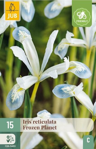 Iris reticulata frozen planet 15 bollen - afbeelding 1