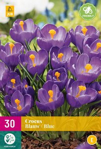 Krokus Blue 30 bollen