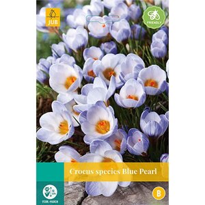 Krokus Blue Pearl 15 bollen - afbeelding 2