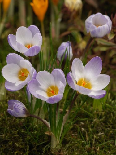 Krokus Blue Pearl 15 bollen - afbeelding 2