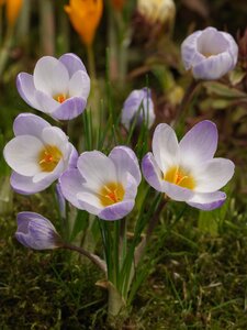 Krokus Blue Pearl 15 bollen - afbeelding 2