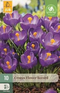 Krokus flower record paars 10 bollen