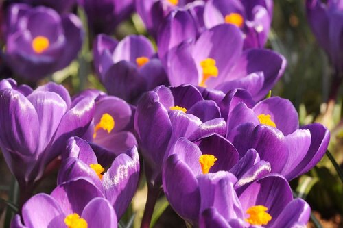 Krokus flower record paars 10 bollen - afbeelding 2