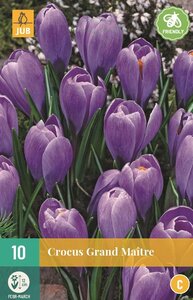 Krokus grand maitre 10 bollen - afbeelding 2