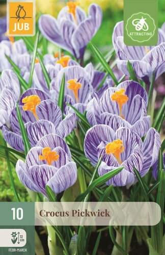 Krokus pickwick 10 bollen - afbeelding 1