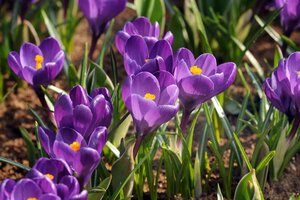 Krokus Ruby Giant 20 bollen - afbeelding 2