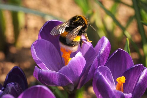 Krokus Ruby Giant 20 bollen - afbeelding 3