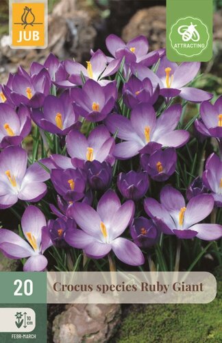 Krokus Ruby Giant 20 bollen - afbeelding 1