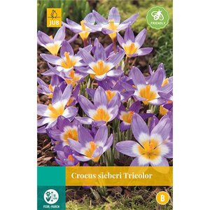 Krokus sieberi tricolor 15 bollen