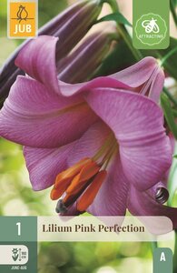 Lelie pink perfection