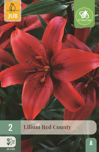 Lelie red county - afbeelding 1