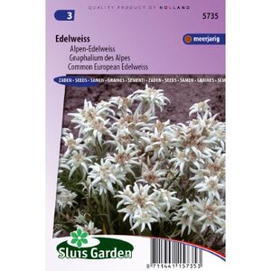 Leontopodium Alpinum zaden Edelweiss