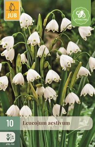 Leucojum aestivum 10 bollen