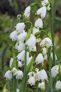 Leucojum gravetye giant 3 bollen - afbeelding 3