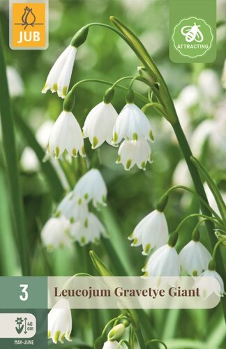 Leucojum gravetye giant 3 bollen - afbeelding 1