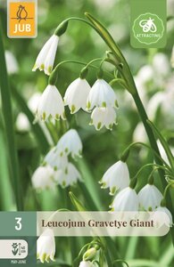 Leucojum gravetye giant 3 bollen