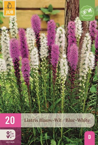 Liatris blauw wit - afbeelding 1