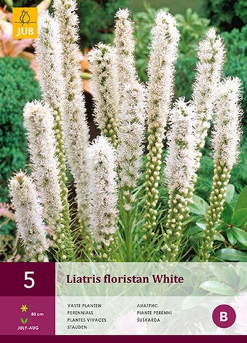 Liatris floristan white