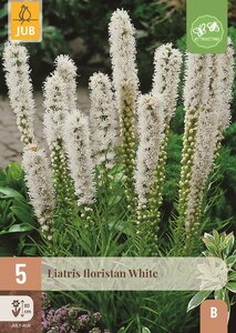 Liatris floristan white