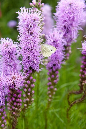 Liatris spicata - afbeelding 2