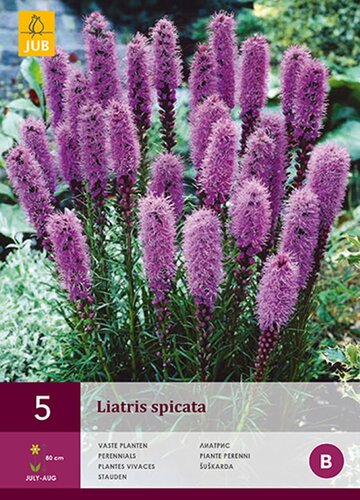 Liatris spicata - afbeelding 1