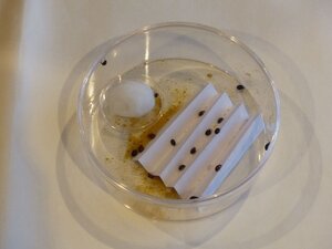 Ecostyle kweek je eigen lieveheersbeestjes - afbeelding 2