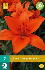 Lelie orange summer