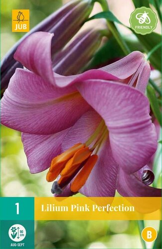 Lelie pink perfection - afbeelding 1