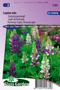 Lupinus Hartwegii zaden Choice Mix Lupine bestellen