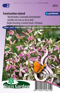 Matthiola Longipetala zaden Scentsation Violier zaden