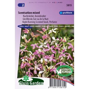 Matthiola Longipetala zaden Scentsation Violier zaden