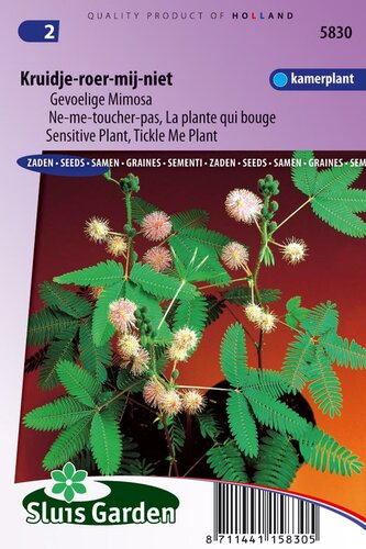 Mimosa Pudica zaden Kruidje-Roer-Me-Niet