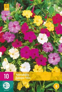 Mirabilis jalapa mix 10 knollen