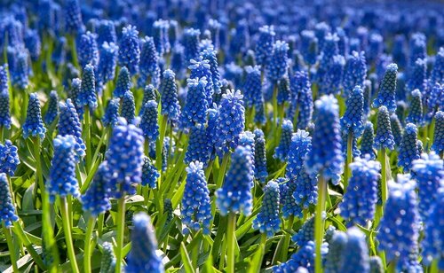 Muscari Armeniacum 20 bollen - afbeelding 2