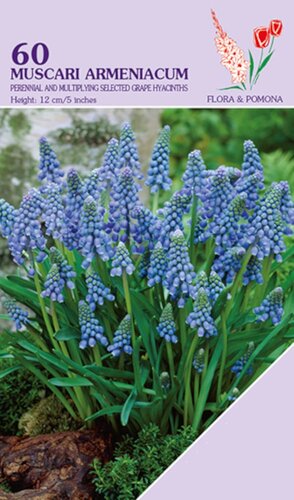 Muscari Armeniacum 60 bollen - afbeelding 1