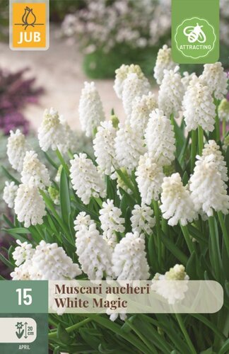 Muscari aucheri white magic 15 bollen - afbeelding 1
