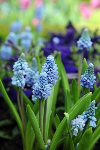 Muscari azureum 10 stuks - afbeelding 3