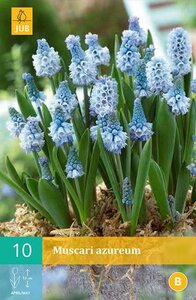 Muscari azureum 10 stuks - afbeelding 1