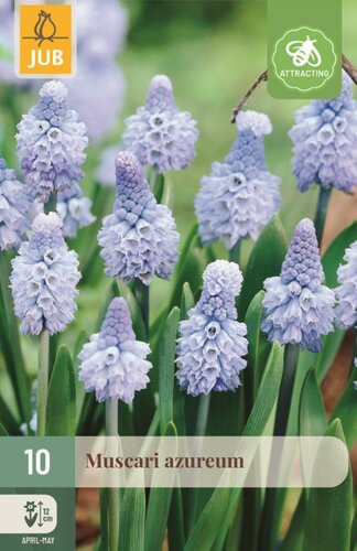 Muscari azureum 10 stuks - afbeelding 1