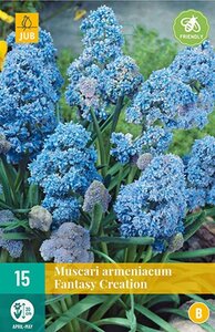 Muscari fantasy creation 15 bollen