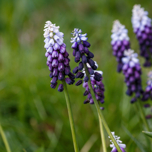 Muscari Grape Ice 7 bollen - afbeelding 2