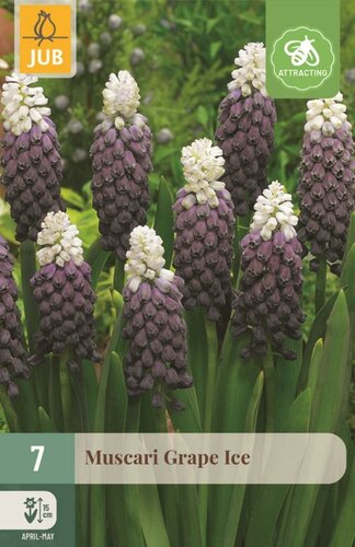 Muscari Grape Ice 7 bollen - afbeelding 1